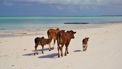 Fototapeta na wymiar cows on the beach Zanzibar