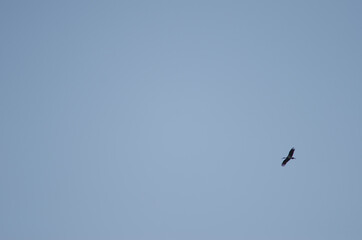 Black stork Ciconia nigra in flight. La Herguijuela farm. Toril. Caceres. Extremadura. Spain.