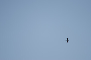 Black stork Ciconia nigra in flight. La Herguijuela farm. Toril. Caceres. Extremadura. Spain.