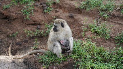 Monkey mom baby
