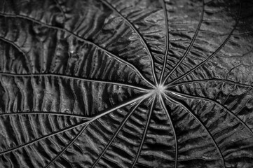 leaf texture in black and white