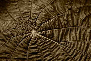 Leaf texture in sepia