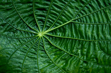 leaf texture