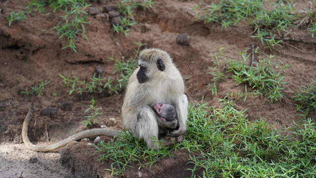 Monkey Mom Baby