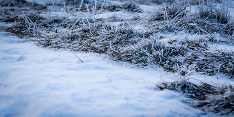 Végétation givrée