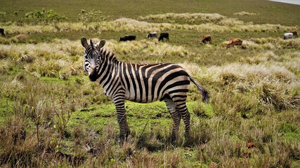 Naklejka premium serengeti Zebras