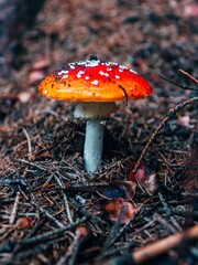 red mushroom in the forest