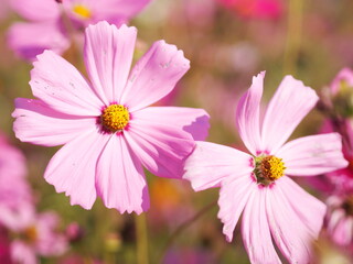 Fototapeta premium Cosmos flower springtime in garden, pink color on blurred of nature background