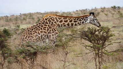 Obraz premium Serengeti Giraffe