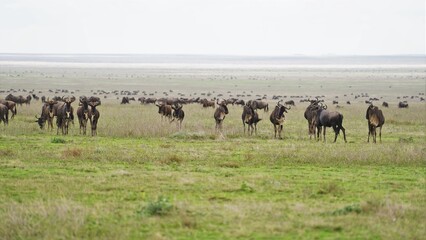serengeti wildebeest migration