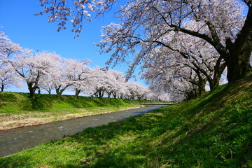 日本の春。舟川べり桜並木。朝日、富山、日本。4月中旬。