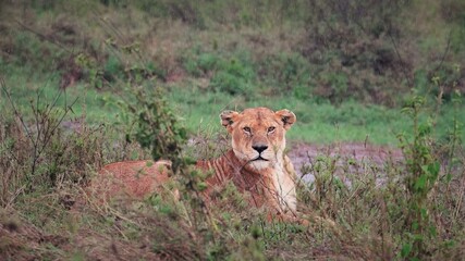 serengeti lion