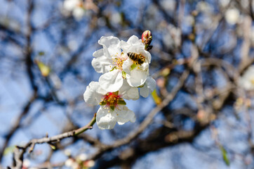 Almond flowers, springtime. Close-up of almond flowers from Datca, Mugla, Turkey
