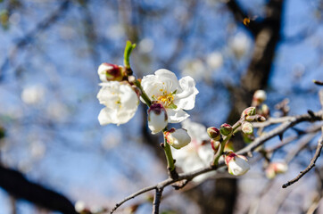 Almond flowers, springtime. Close-up of almond flowers from Datca, Mugla, Turkey