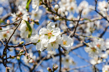 Almond flowers, springtime. Close-up of almond flowers from Datca, Mugla, Turkey