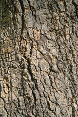 Close up of tree bark