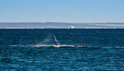 Fototapeta premium Whale jumping behavior in Peninsula Valdes Patagonia, Argentina