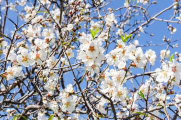 Almond flowers, springtime. Close-up of almond flowers from Datca, Mugla, Turkey