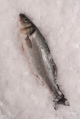 mackerel fish kept on ice