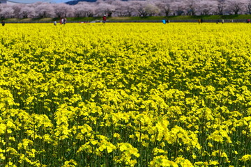 菜の花畑。朝日、富山、日本。４月中旬。