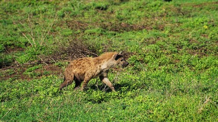 Hyena