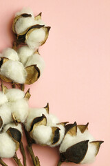 cotton on a pink background of delicate color
