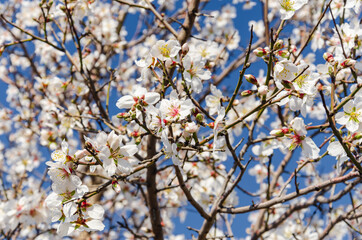 Almond flowers, springtime. Close-up of almond flowers from Datca, Mugla, Turkey