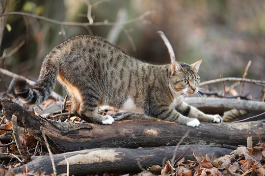 A Tabby Cat Stretching On A Branch Outdoor