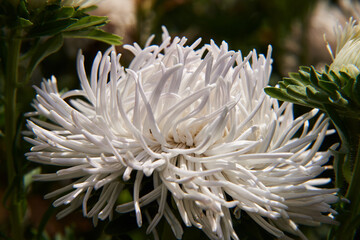 Beautiful white aster. Macro photography