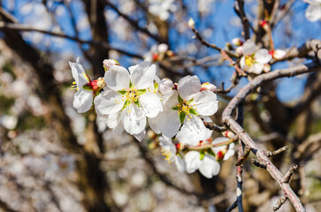 Almond flowers, springtime. Close-up of almond flowers from Datca, Mugla, Turkey