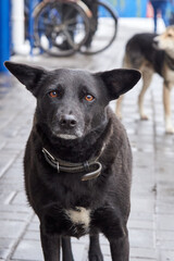 Sad lost dog stand on the sidewalk in winter.