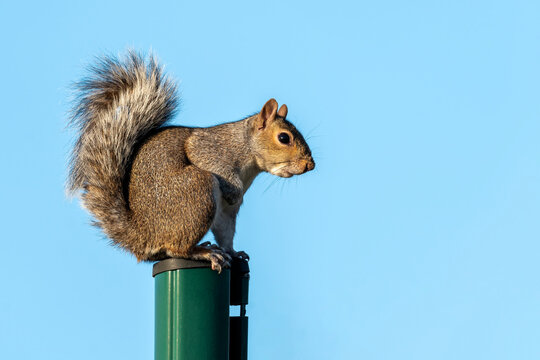Grey squirrel (Sciurus carolinensis) a wild tree animal rodent on a green pole which are mostly found in a wildlife woodland forest, stock photo image