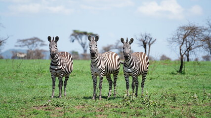 Fototapeta na wymiar serengeti zebras