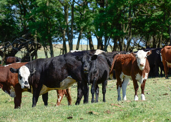 Naklejka na ściany i meble Cattle in Argentine countryside,La Pampa Province, Argentina.