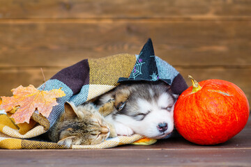 Malamute puppy wearing hat for halloween sleeping a kitten on autumn foliage
