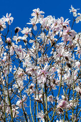 White pink magnolia salicifolia blossom in flower on a springtime tree branch in the spring season with a blue sky which is commonly known as Willow Leafed Magnolia, stock photo image  © Tony Baggett