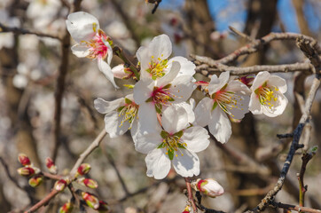 Almond flowers, springtime. Close-up of almond flowers from Datca, Mugla, Turkey