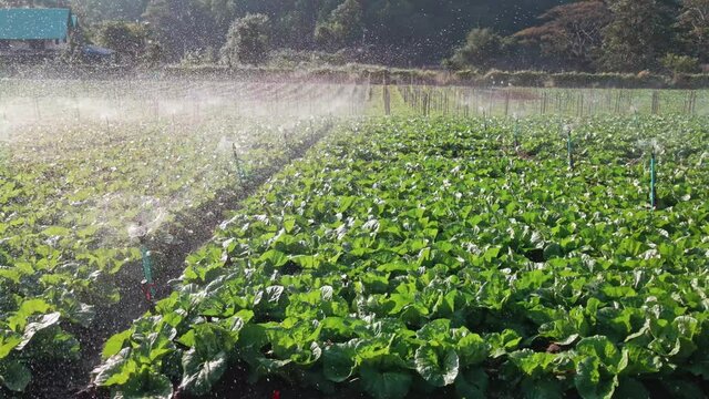 agriculture footage of green vegetable fields with sprinklers .Irrigation system