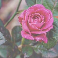 photo of artistic pink roses in the garden