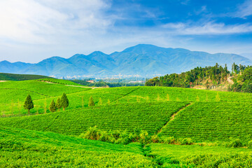 Fototapeta na wymiar Green tea plantation.agricultural field nature background.