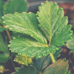 photo of artistic wild strawberry plants in the garden