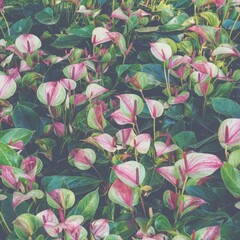 photo of pink anthurium flowers in the garden