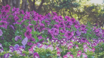 photo of artistic colorful petunai flowers in the garden