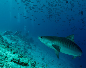 Fototapeta na wymiar Tiger Shark diving in Maldives