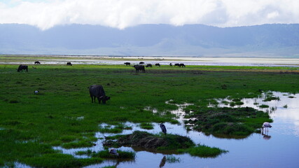 Ngorongoro Crater