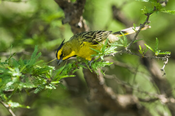 Yelow Cardinal, Gubernatrix cristata, Endangered species in La Pampa, Argentina