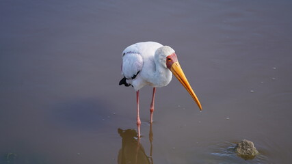 Ngorongoro Crater
