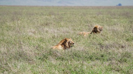 Lion