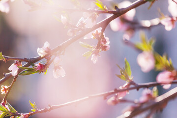 Blossom tree