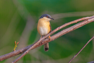 Ashy Prinia - Prinia socialis  